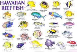 Saltwater Fish Names Hawaiian Reef Fish Guide Types Of