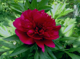 While perennials usually bloom at a certain time every year, there are a few plants in the world that flower only once in their lifetime. The Peony Flower A Magical Plant That Will Outlive You Steemit