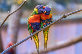 parrots wallpapers for