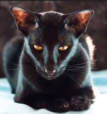 Malaysian sad short haired cat. What Kind Of Black Cat Breed Do I Have Cattamboo Pet Toys