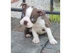 Maybe you would like to learn more about one of these? Boston Terriers For Sale In Charlotte Dogs On Oodle Classifieds