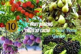 17 Popular Fruit Bearing Trees That Are Easy To Grow – The Self-Sufficient  Living