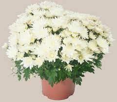 Chrysanthème Blanc