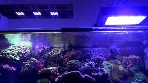 Pit S Reef Tank Light Update Maxspect Razor Chinese 120w Led Fixtures