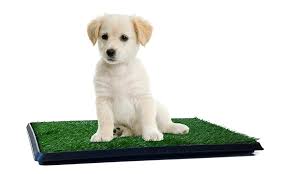 5 Best Artificial Grass Dog Potty