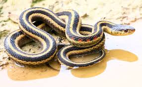 9 snakes that eat eggs baby birds and
