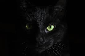 National Black Cat Day Events Cats Protection