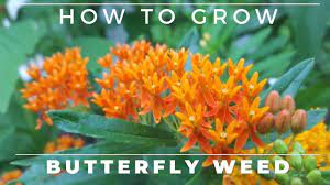 complete guide to erfly weed grow