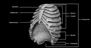 Anatomy of the rib cage. Artstation Rib Cage Anatomy Study Jayant Sarkar