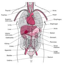 Image result for heart, liver, spleen