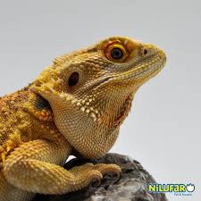 bearded dragon nilufar