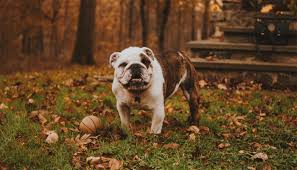 What is the best dog food for bulldogs? 10 Best Dog Foods For Bulldogs American English French Bulldogs Treehousepuppies