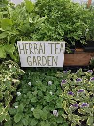 Herbal Tea Garden Herb