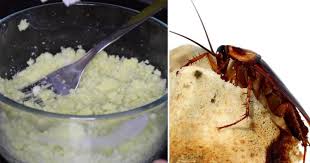 get rid of roaches forever with