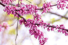 branches in bloom idahofallsmagazine com