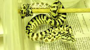 carpet python hybrids