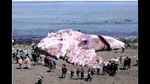 Image result for kraken real