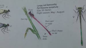 Good Dragonfly Damselfly Identification Chart At Welney Wwt Norfolk Uk 20nov17 216p