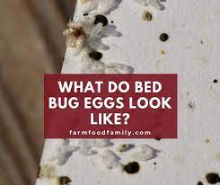 What Do Bed Bug Eggs Look Like And How
