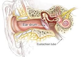 Anatomy Of An Ear Infection