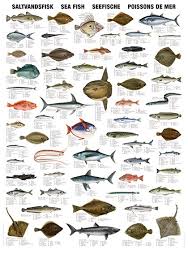 sea fish types india supplier