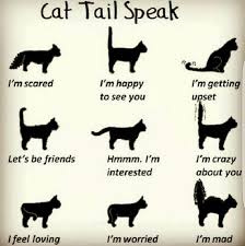 Cat Tail Language Chart Cats Cat Facts Pets