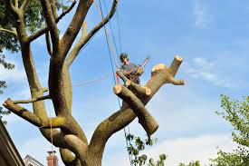 Southland tree service is lawrenceville georgia's source for tree removal. Gallery Tree Service Lawrenceville Ga