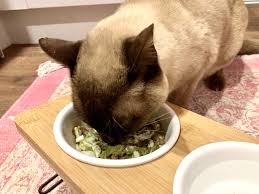 vet approved homemade cat food recipes