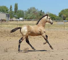 Horses for sale, horse equipment for sale, horse property for sale, horse tack for sale. Buckskin Warlander Filly Friesian X Andalusian Horses Horses For Sale Beautiful Horses