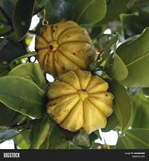 After taking the fruit of this tree, serotonin level rises in the body, which assists in controlling appetite and cravings. Garcinia Gummi Gutta Image Photo Free Trial Bigstock