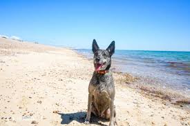 the best dog friendly beaches in west