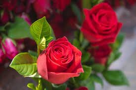 beautiful rose images browse 1 965