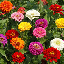 Find perennial flowers, seeds & plants in a variety of colors, textures, forms, and fragrances available at affordable prices from burpee. Gurney S California Giants Zinnia Flowering Seed Mixture 75 Seed Packet 71321 The Home Depot