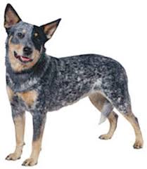Australian cattle dog puppies who found loving homes. Australian Cattle Dog Dog Breed Information Continental Kennel Club