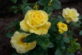 yellow roses background high quality