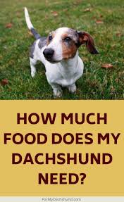 feed a dachshund puppy