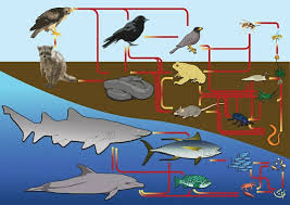 Marine Ecosystem Definition Food Chain And Quiz Biology