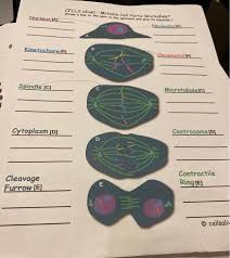 Meiosis is a cell division in which four haploid cells are formed from a single diploid cell. Cells Alive Mitosis Worksheet Answer Key