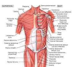 Anterior Upper Body Muscles Shoulder Muscle Anatomy Neck