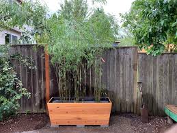 bamboo planters