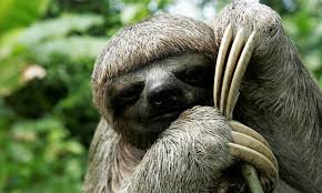 Sloth Species Wwf