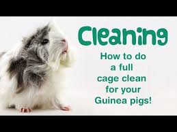 how to clean a guinea pig cage hutch