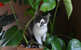 Wait Plants Can Be Dangerous To My Cat
