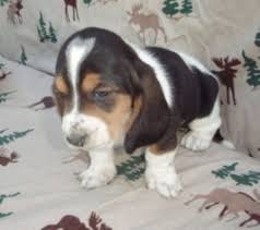 Browse thru thousands of basset hound dogs for adoption in florida, usa area, listed by dog rescue organizations and individuals, to find your match. Puppyfinder Com Basset Hound Puppies Puppies For Sale Near Me In Miami Beach Florida Usa Page 1 Displays 10