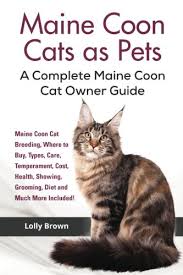 maine cats as pets maine cat