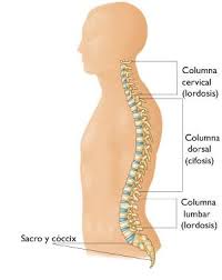 The cervical spine encompasses seven . Espondilosis Cervical Osteoartritis De Cuello Cervical Spondylosis Orthoinfo Aaos