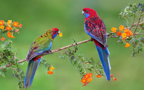 wallpaper hd parrot couple branch with