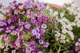 how to grow and care for sweet alyssum