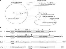 Frontiers Klebsiella Phage Kp34 Rna Polymerase And Its Use