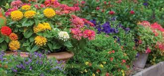 Top 10 Container Gardening Tips Bur